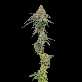 Pineapple Upside Down Cake > Humboldt Seed Company